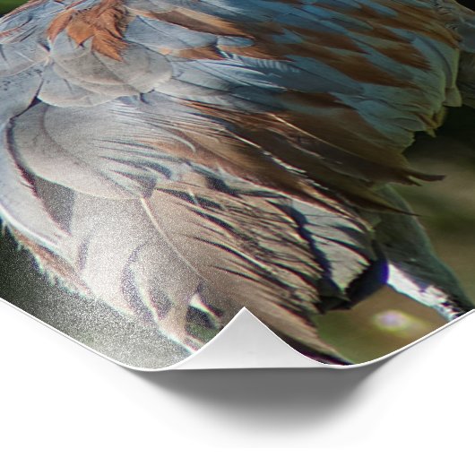 Impression Photo Grue SandHill (Coin)