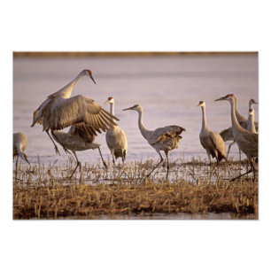 Impression Photo Grues du Canada Grus canadensis) Platte