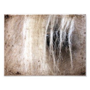 Impression Photo Grunge de palomino