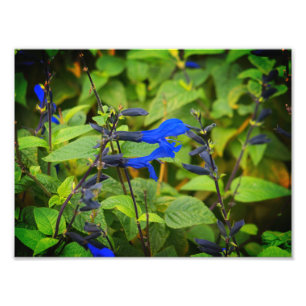 Impression Photo Guaranitica de Salvia les fleurs noires et bleues
