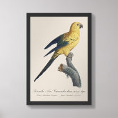 Impression Photo Guarouba dans fils jeune âge / Sun parakeet