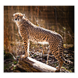 Impression Photo Guépard