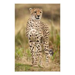 Impression Photo Guépard, Acinonyx jubatus, dans le Masai Mara