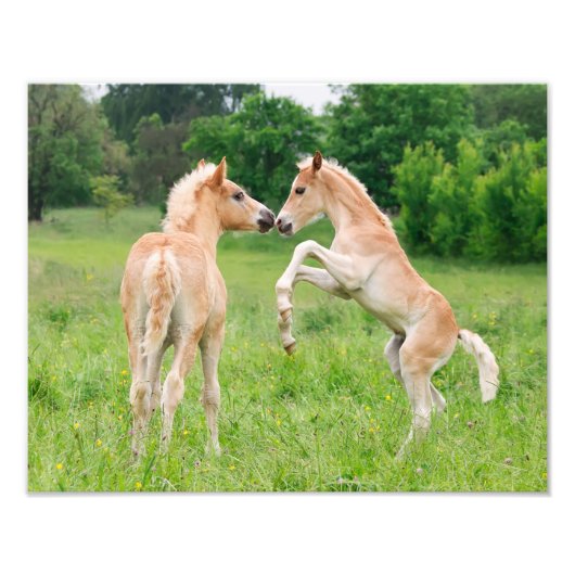Impression Photo Haflinger Horses Cute Fote Rearing - Paperprint (Devant)