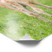 Impression Photo Haflinger Horses Cute Fote Rearing - Paperprint (Coin)