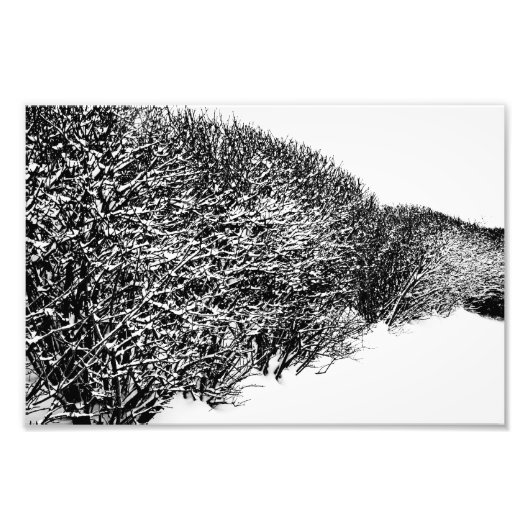 Impression Photo haie d'hiver (Devant)