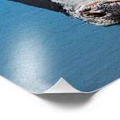 Impression Photo Happy Cow Portrait (Coin)