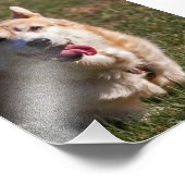 Impression Photo Happy Lady (Corgi) Gros plan (Coin)