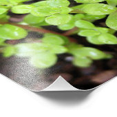 Impression Photo Happy Stonecrop (Coin)