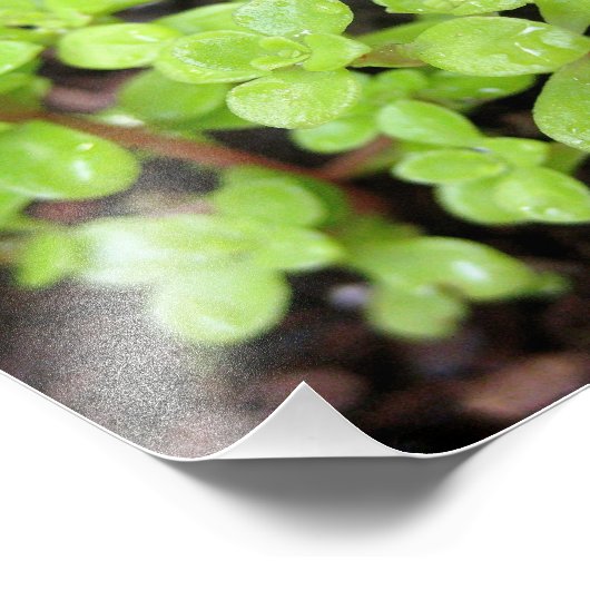 Impression Photo Happy Stonecrop (Coin)