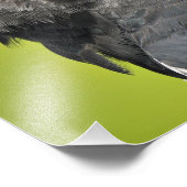 Impression Photo Harpy Eagle (Coin)