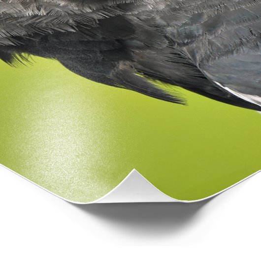 Impression Photo Harpy Eagle (Coin)