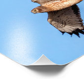 Impression Photo Harrier du Nord en vol (Coin)