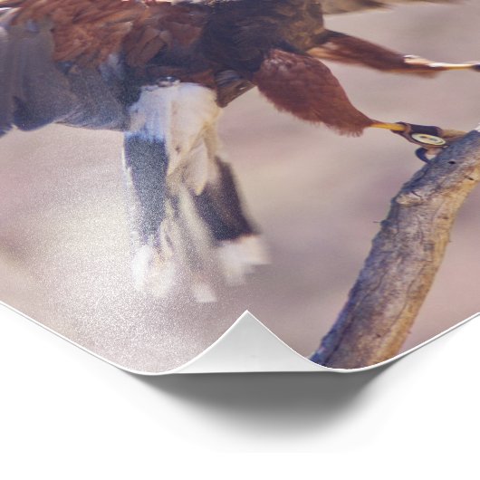 Impression Photo Harris' Hawk (Coin)