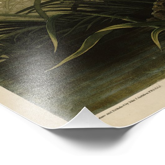 Impression Photo Hawk d'hiver, les oiseaux d'Amérique de John James (Coin)