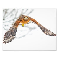 Hawk en vol