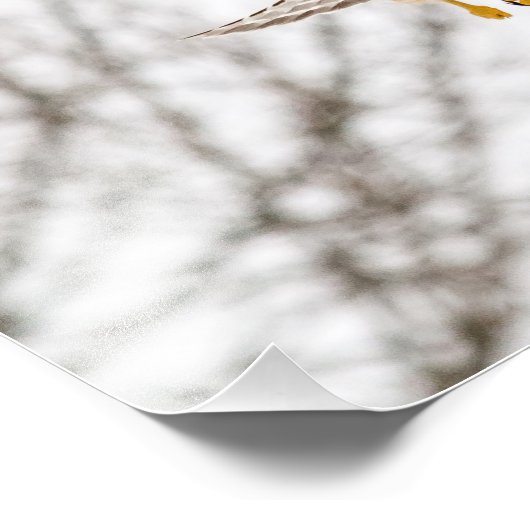 Impression Photo Hawk en vol (Coin)