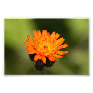 Impression Photo Hawkweed orange