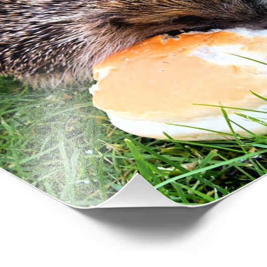 IMPRESSION PHOTO HÉDGEHOG (Coin)