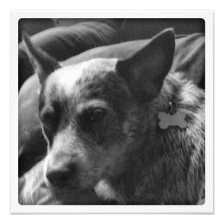 Impression Photo Heeler bleu en noir et blanc