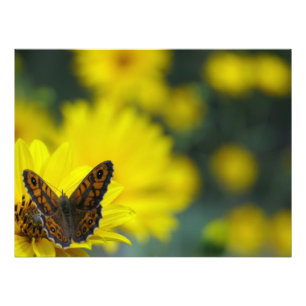 Impression Photo Hélénium de marguerite jaune