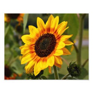 Impression Photo Helianthus de tournesol aka