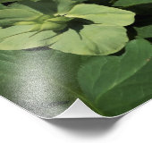 Impression Photo Hellebore vert de 12 po x 12 po (Coin)