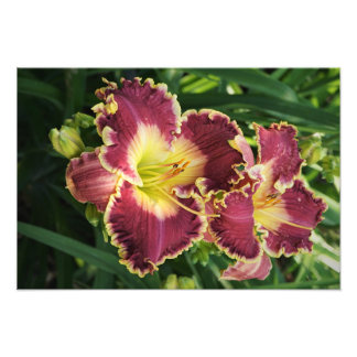 Impression Photo Hemerocallis rouges 19"x13"