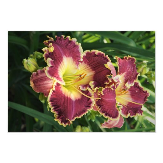 Impression Photo Hemerocallis rouges 19"x13" (Devant)