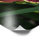 Impression Photo Hemerocallis rouges 19"x13" (Coin)