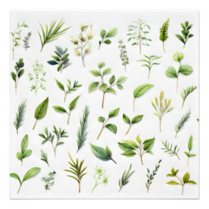 Impression Photo Herbarium Feuille vert