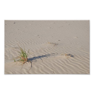 Impression Photo Herbe dunaire sur la plage