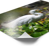 Impression Photo Hermosa garza blanca (Coin)