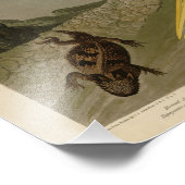 Impression Photo Héron blanc, Grandes aigrettes, Oiseaux d'Amérique (Coin)