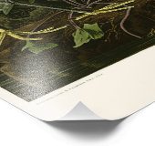 Impression Photo Héron de neige Aiguille blanche Audubon Oiseaux d' (Coin)