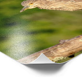 Impression Photo Héron de nuit de la couronne noire juvénile (Coin)