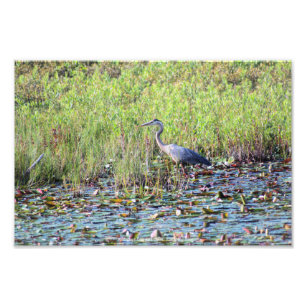Impression Photo Heron P6450