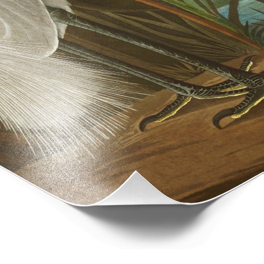 Impression Photo Heron violet par John James Audubon (Coin)