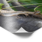 Impression Photo Heureux Chantant Robin (Coin)