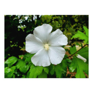 Impression Photo Hibiscus