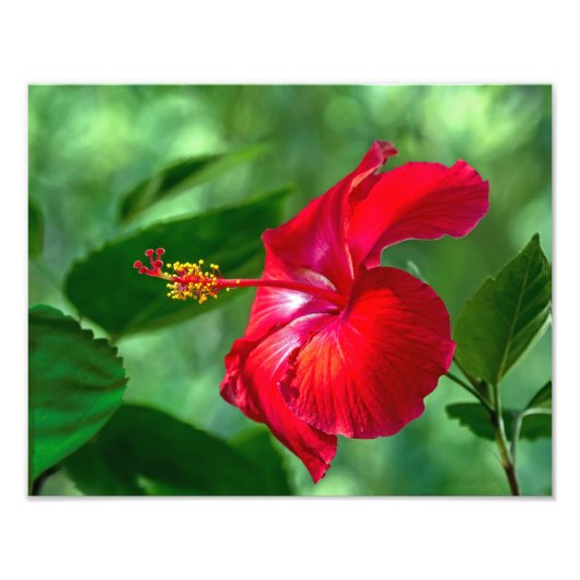 Impression Photo Hibiscus Blossom (Devant)
