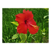 Impression Photo "Hibiscus de Nebraskan" (Devant)