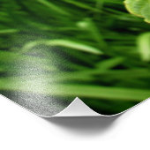 Impression Photo "Hibiscus de Nebraskan" (Coin)