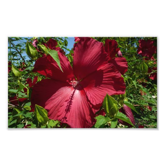 Impression Photo Hibiscus Flower and Blue Sky (Devant)