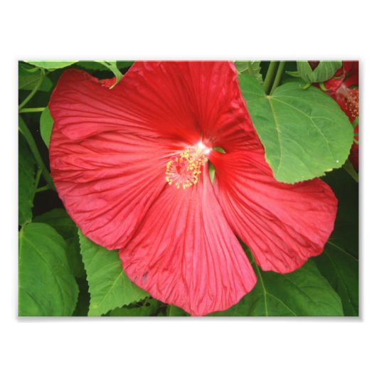 Impression Photo Hibiscus Flower Bright Magenta (Devant)