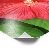 Impression Photo Hibiscus Flower Bright Magenta (Coin)