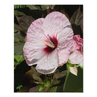 Impression Photo Hibiscus Hardy de 11 po x 14 po