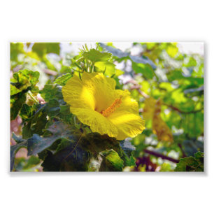 Impression Photo Hibiscus jaune Fleur d'État Hawaii