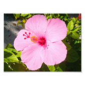 Impression Photo Hibiscus rose Fleur tropicale (Devant)