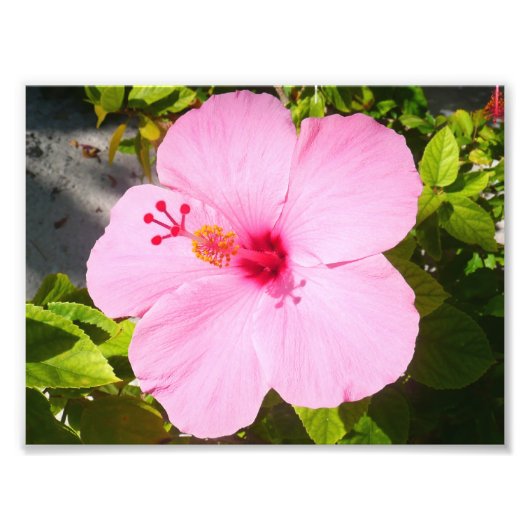 Impression Photo Hibiscus rose Fleur tropicale (Devant)